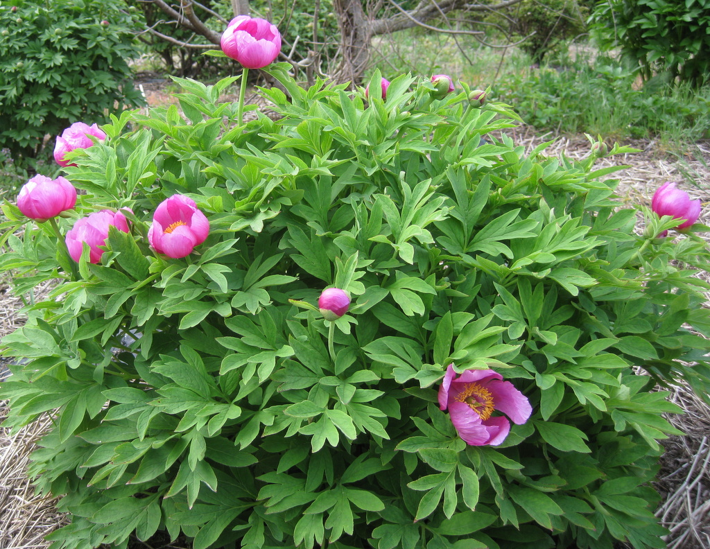 Paeonia officinalis ssp. humilis - Click Image to Close